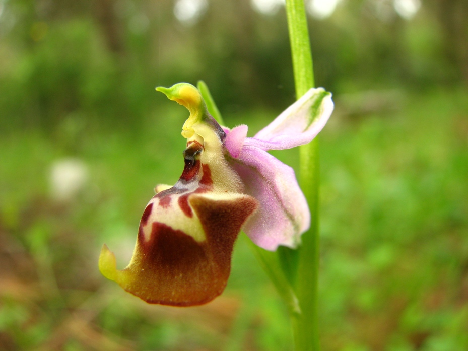 Ophrys Calliantha e Ophrys da determinare